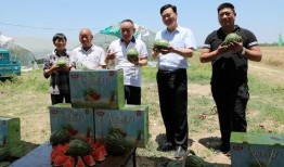 沉迷吃瓜的小帅帅小说免费阅读,一场吃瓜成瘾的奇幻之旅